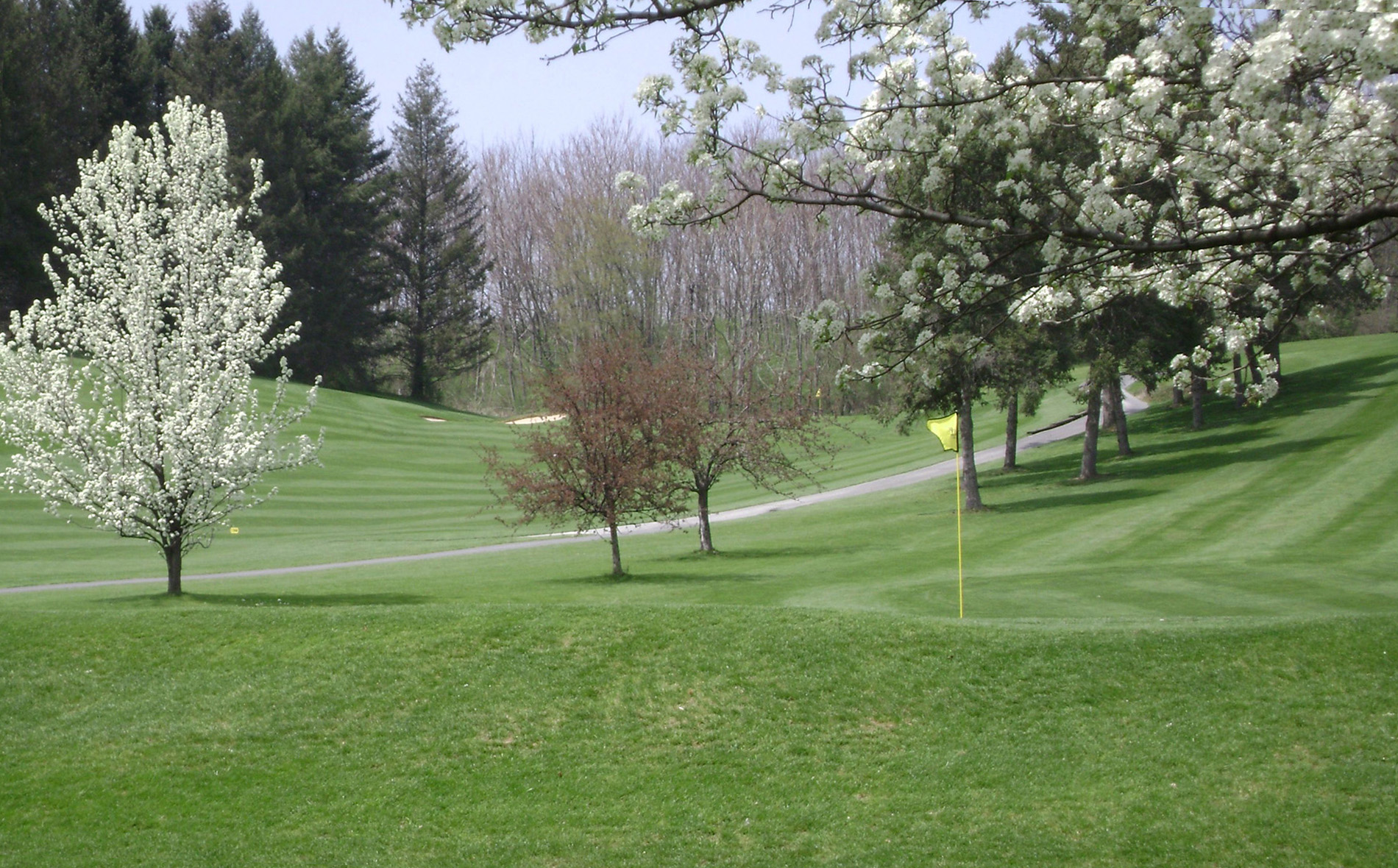 view of golf course green with trees